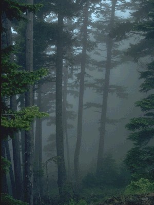 Drúadanský les v mlze